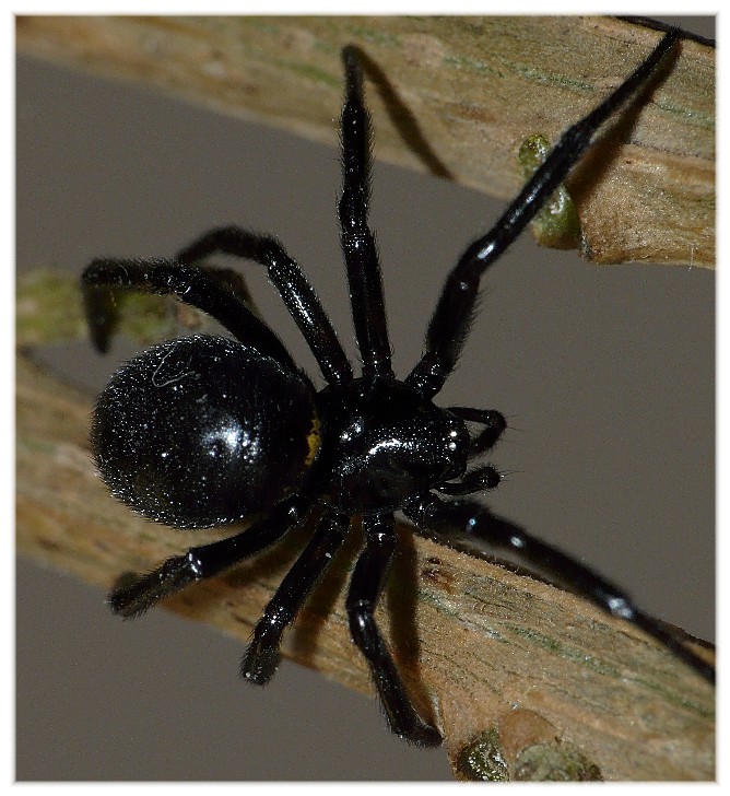 Ragni vari(Gnaphosidae, Lycosidae, Theridiidae, Thomisidae.)